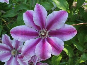 Clematis