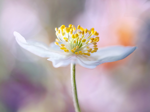 Close, White, anemone