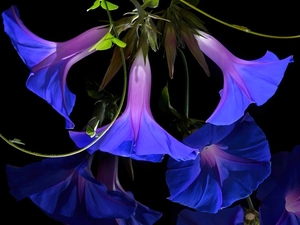Close, Flowers, bindweed
