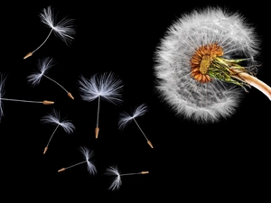 Common Dandelion, black background, dandelions, Close