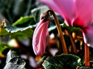 Cyclamen, leaf, Close, doughnut