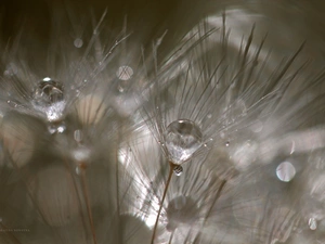 Common Dandelion, drops, Close, dandelion