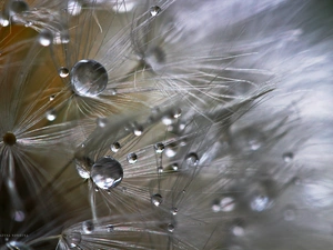 Common Dandelion, drops, Close, dandelion