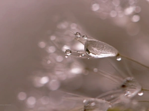 Common Dandelion, drops, Close, dandelion