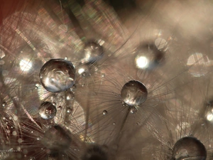 Close, dandelion, common, drops, puffball