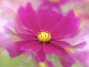 rods, Colourfull Flowers, blur, Cosmos, Pink, Yellow, Close