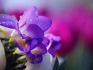 Flowers, drops, Close, Freesias