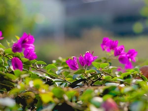 Flowers, leaves, Close, Bougainvillea