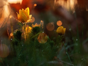 Flowers, spring, Close, Adonis