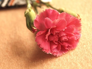 Close, Pink, Gillyflower