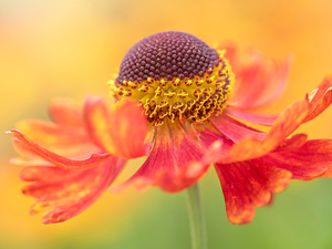 Close, Orange, Helenium