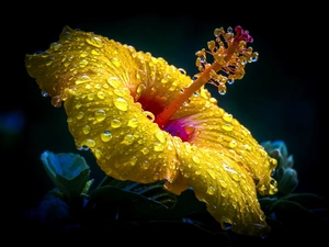 hibiskus, rain, Close, drops