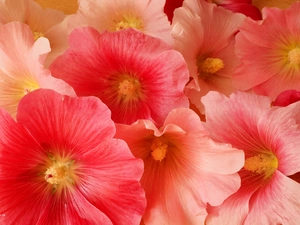 Hollyhocks, Close