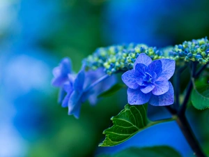 hydrangea, Close