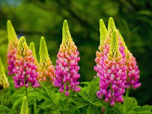 lupine, Close