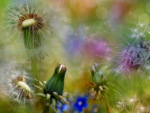 Bokeh, puffball, dandelions