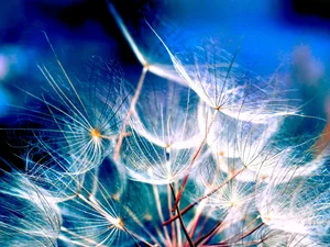 Close, dandelion, puffball