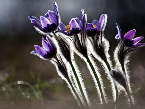 purple, pasque, Close, Flowers