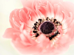 blur, anemone, Close