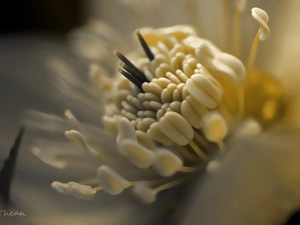 Close, anemone, rods
