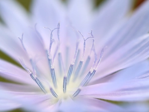 endive, Close, rods, Colourfull Flowers