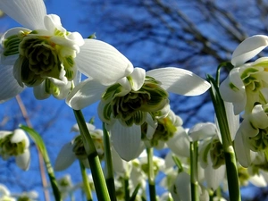 Close, snowdrops, Sky