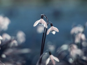 snowdrops, Close