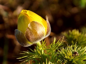 Yellow, bud, Close, anemone