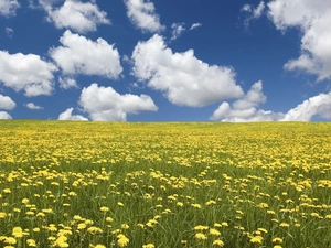 clouds, Meadow, dandelions