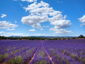 clouds, lavender, Field