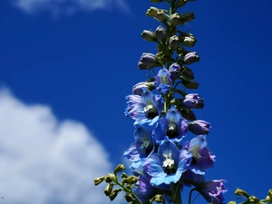 Sky, clouds, Flowers, larkspur, Blue