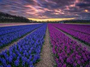 dark, clouds, Flowers, Hyacinths, Field