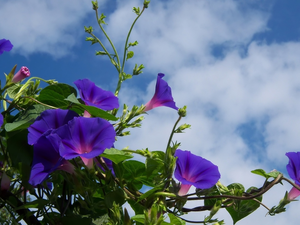 Sky, clouds, Flowers, bindweed, purple