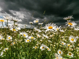 clouds, chamomile, grass