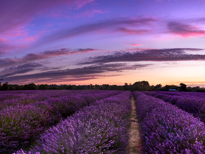 viewes, clouds, lavender, trees, Field