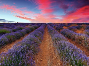 clouds, Field, lavender