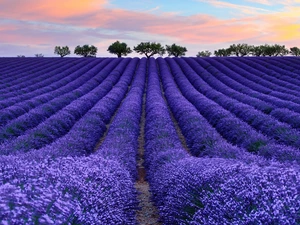 trees, Field, Sky, clouds, viewes, lavender