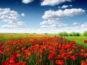 clouds, papavers, Meadow