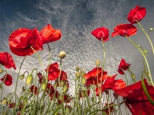 clouds, Red, papavers