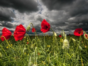 clouds, Red, papavers