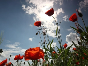 papavers, clouds