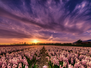 Hyacinths, Field, Sunrise, clouds, Pink, plantation