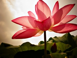 lotus, clouds, Sky, Colourfull Flowers