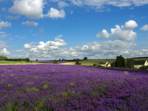 clouds, summer, lavender, Farms, Field