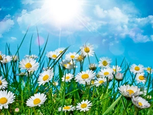 clouds, sun, daisies, grass, Meadow