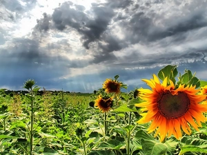 clouds, Field, sunflowers