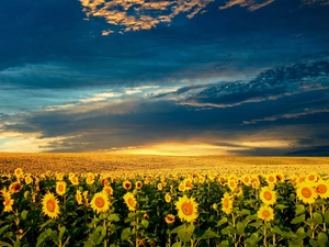 clouds, Field, sunflowers