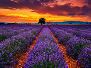 Great Sunsets, lavender, clouds