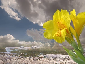 Yellow, sea, clouds, iris