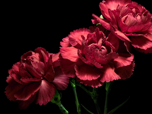 Dark Background, Flowers, cloves